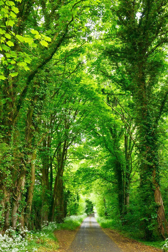 naturaleza en la Cataluña rural