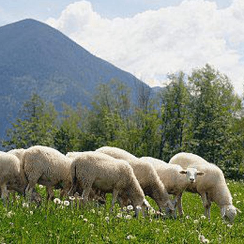 Quesería en el valle del montseny. España